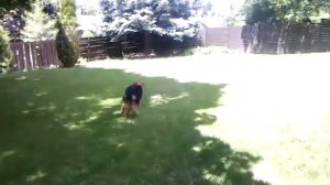 Holly the 6 m.o. airedale plays in her new yard