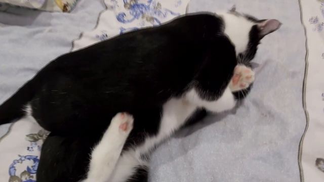 Две Киски Дерутся смотреть онлайн