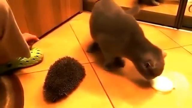 Как кот может использовать ежика)) смотреть онлайн