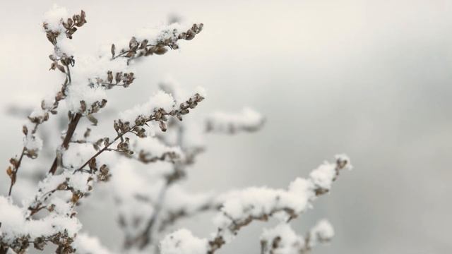IJF 2018 Community Showcase смотреть онлайн