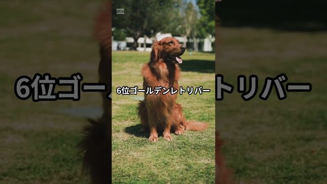 日本で人気な犬種 TOP10 #shots #dog  #柴犬