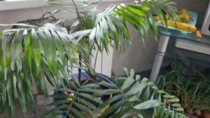 Хамедорея - цветение. Когда цветёт комнатная пальма (Хамедорея)?