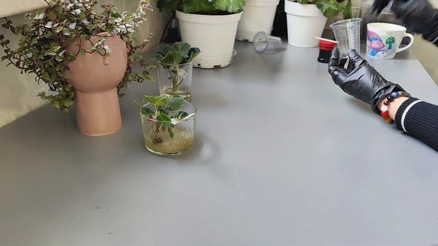 Про укоренение