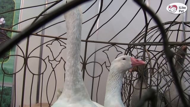 ПОРОДА ГУСЕЙ УРАЛЬСКИЕ БЕЛЫЕ Агропромышленная выставка Золотая осень 2016 iLikePet смотреть онлайн