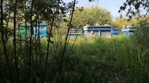 5 августа, пасека! Воруют пчёл?