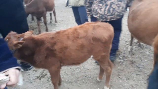 Ona bola sigir va bug‘oz sigir narxlari Buxoro g‘ijduvon mol bozor narxlari 6 октября 2021 г.