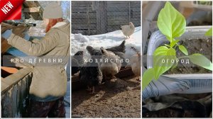 Жизнь в деревне:🐶Свора собак 🐔 Куры 🌱 Рассада 2024 🌶 Пикирую перец