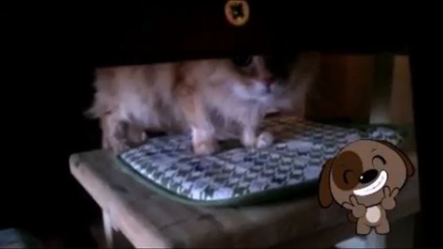 Vlog: Нижневартовск. Собаки. Тося vs Чика. смотреть онлайн