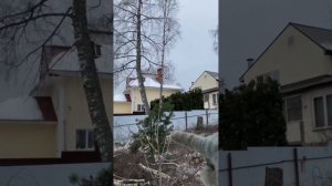 Три берёзы - одно решение. Спил берёз на участке.
