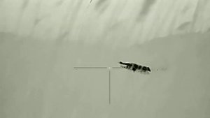 Охота на шакала. Дистанция 120м. Прицел iRay Rico RL42