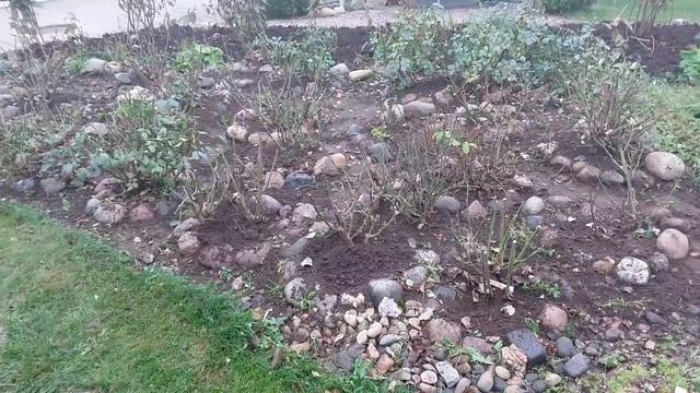 Укрытие для РОЗ  собственными силами. Подготовка РОЗ к зимовке