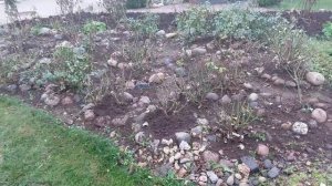 Укрытие для РОЗ  собственными силами. Подготовка РОЗ к зимовке