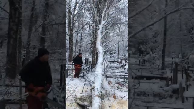 Спилить дерево в Пскове ! Удаление деревьев ! Арбористы Псков!