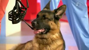 Как отбиться от бродячей собаки. Рекомендации кинолога