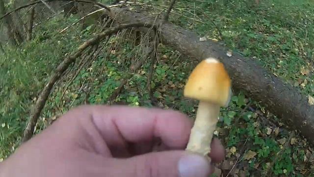 Говорушка дымчатая (серая) смотреть онлайн