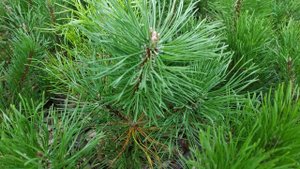 Сосна горная Мугус