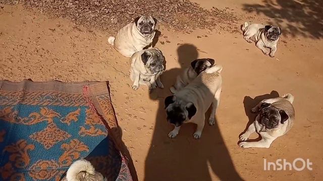 funny Pug dog । cute pug 2021||toy breed dog||small dog breed india||pug dog||sofi maggi смотреть онлайн