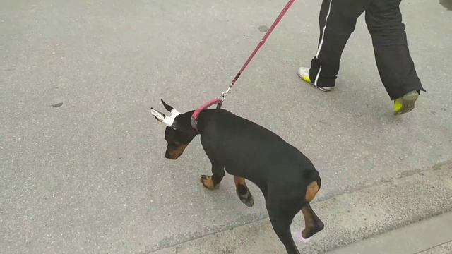 ПРОБЛЕМКИ С ЛАПКАМИ | ХОЧУ ДОБЕРМАНА смотреть онлайн