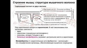 БиохимияСпорта1_Мышцы