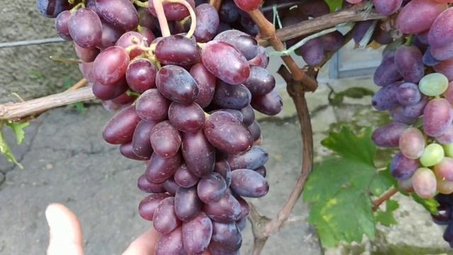 ВИНОГРАД. ЕВЕРЕСТ, БАЙКОНУР, ДАШУНЯ. 2020г смотреть онлайн