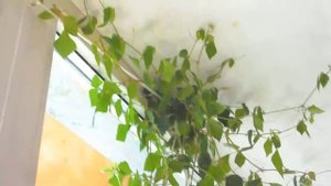 Циссус ромболистный