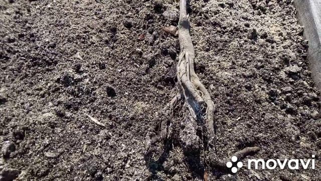 ?♀️Гуляем с черепахой, замачиваем саженцы в воде, готовим грядку и пересаживаем ирисы. смотреть онлайн