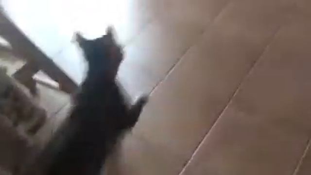 Бенгальская кошка делает апорт смотреть онлайн