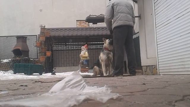 восточно европейская овчарка начало  дрессировки  первые азы на выдержку 6 месяцев