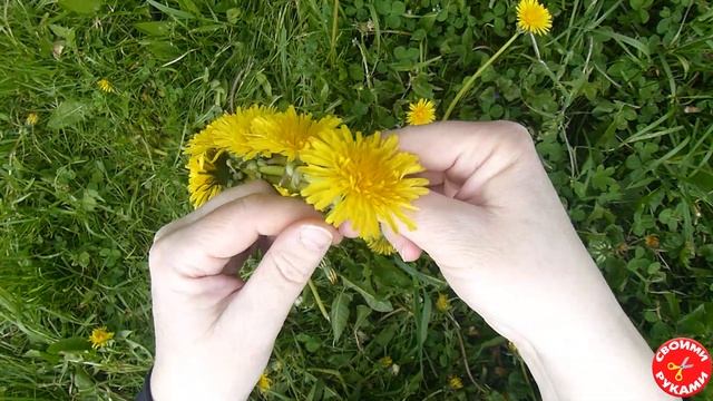 Как сплести венок из одуванчиков