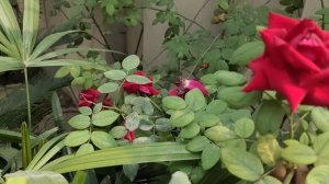 Crimson glory | rose vine | fragrant roses | how to care | fertilizer requirement | urdu/Hindi.