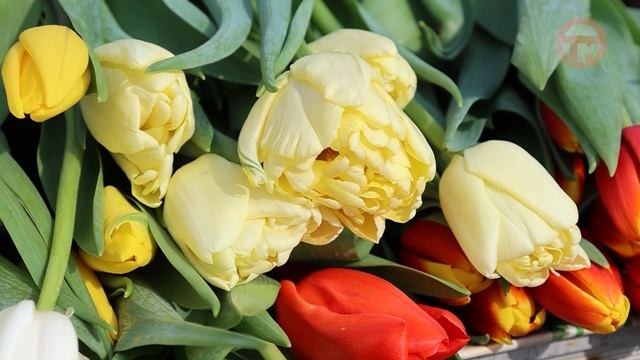 На парковке МЦ "Горизонт" разместилась ярмарка цветов и подарков к 8му марта смотреть онлайн