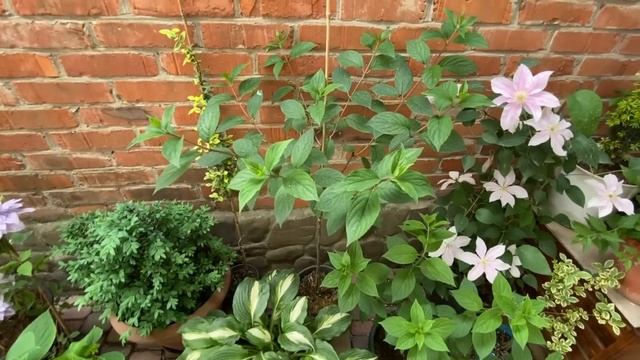 ГОРШЕЧНЫЙ САДИК. СБЕЖАВШАЯ НЕВЕСТА. КАРЛИКОВЫЕ КЛЕМАТИСЫ. ВАНИЛЛА ФРЕЙЗ НА ШТАМБЕ и др. смотреть онлайн