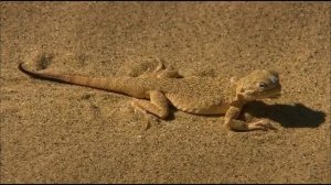 Взгляд изнутри Дикая Природа России   Кавказ