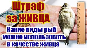 Штраф за рыбалку на Живца Какие виды рыб можно использовать в качестве живца