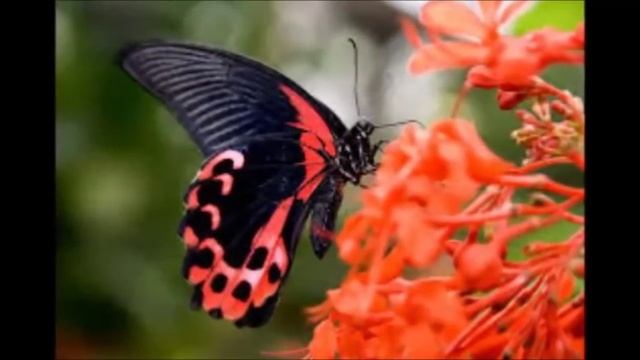 Самые красивые и экзотические бабочки на планете смотреть онлайн