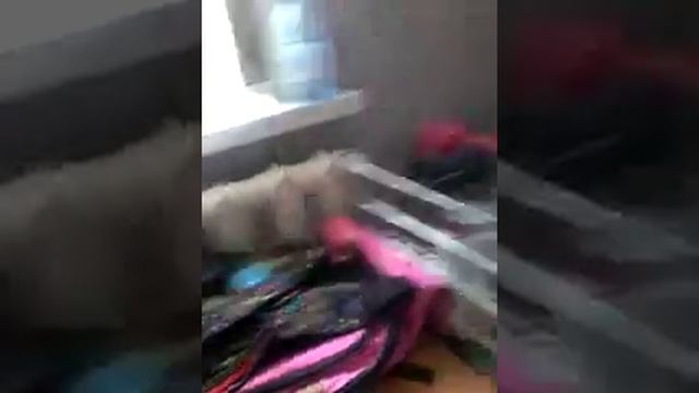 Бутылка,камни и песок с семенами что получается? смотреть онлайн