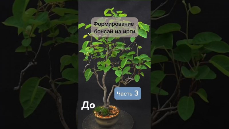 Формирование бонсай из ирги. Часть 3. #бонсай #bonsai #ниваки #сад #андрейдарусенков