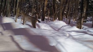 Вы слышали как кричат рыси в лесу?
