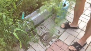 В гостях на участке вогороде про  Июль, обзор открытого грунта