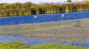 домашние лебеди 🦢 с домашними животными 🐶