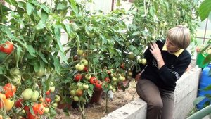 Низкорослые томаты в теплице.