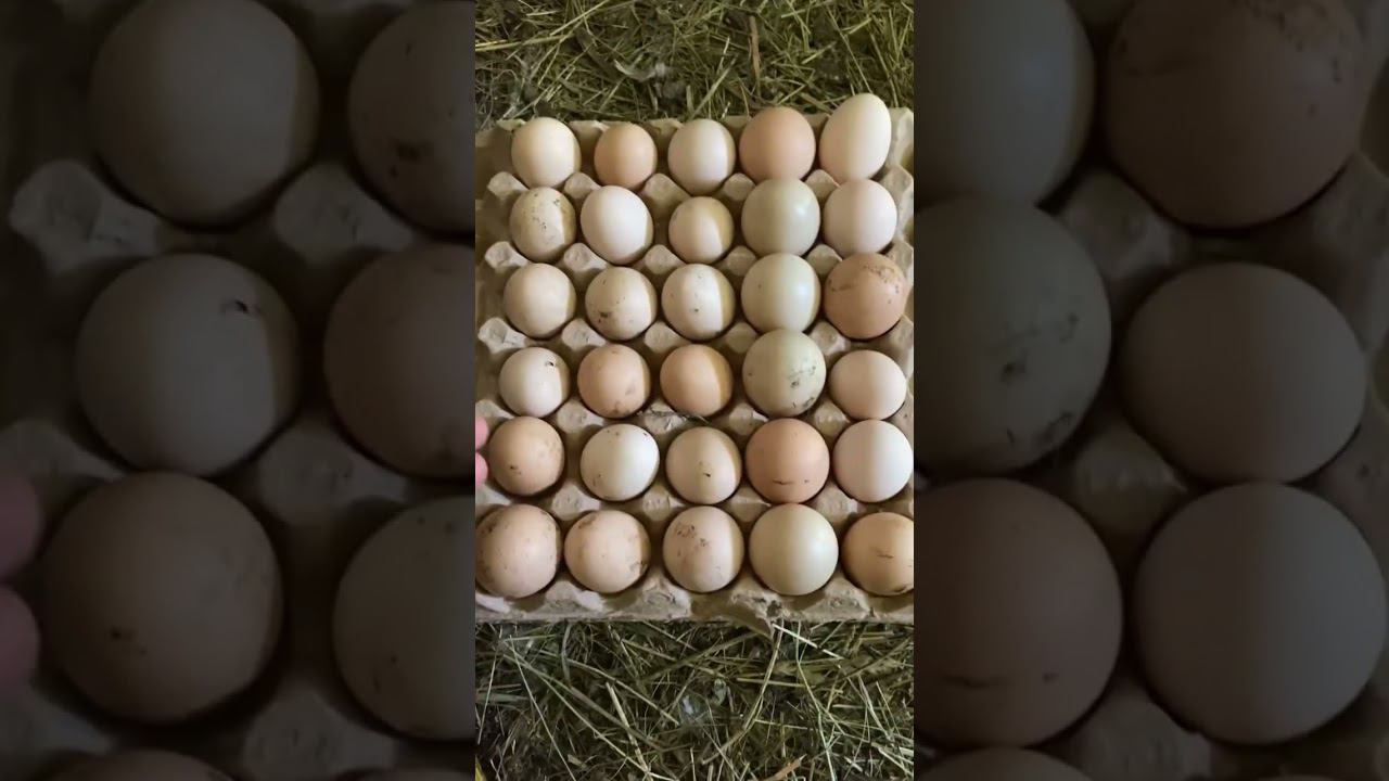 У кого там яиц нет ? смотреть онлайн