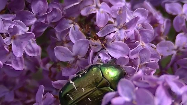 Майскийе жуки на даче смотреть онлайн