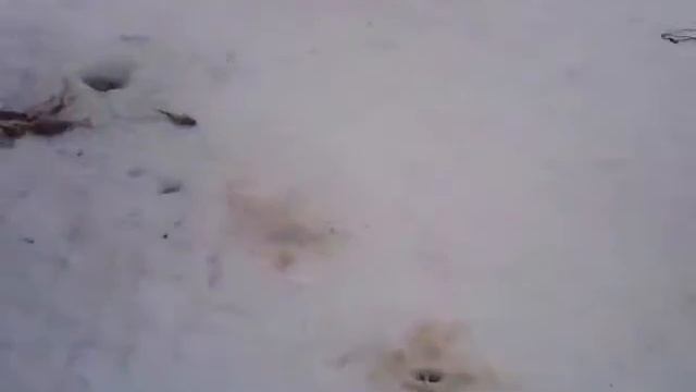 зимняя рыбалка. смотреть онлайн