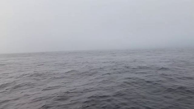 Сан Франциско Алькатрас вид с воды РЫБАЛКА и КИТЫ смотреть онлайн