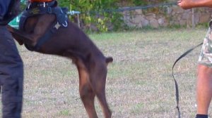 Развитие агрессии у собак. Доберманы. Development of aggression in dogs. Dobermans.
