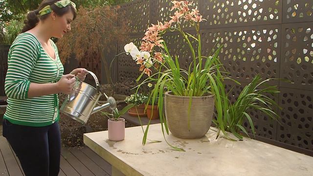 5 Tips for Growing Fabulous Orchids // Orchid Tips and Tricks // The Gardenettes смотреть онлайн