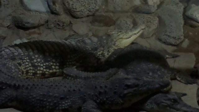 К КАКОМУ КЛАССНО ОТНОСЯТСЯ КРОКОДИЛЫ смотреть онлайн