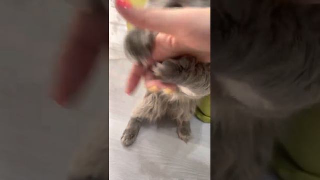 Кисуль кусается смотреть онлайн