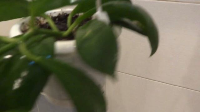 Цветы в моем доме. Комнатные растения. Коллекция хой.